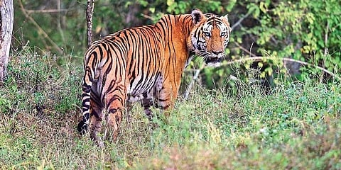 ಸಂಗ್ರಹ ಚಿತ್ರ