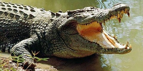 ಮೊಸಳೆ (ಸಂಗ್ರಹ ಚಿತ್ರ)