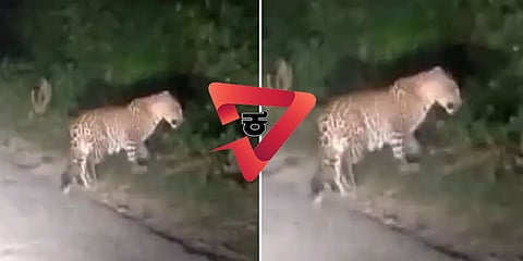 ಮೈಸೂರಿನಲ್ಲಿ ಮತ್ತೆ ಚಿರತೆ ಪ್ರತ್ಯಕ್ಷ