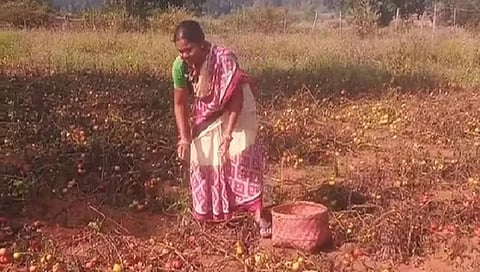 ಮಹಿಳಾ ಸರ್ ಪಂಚ್ ಪಾರ್ವತಿ ಮಲ್ಲಿಕ್