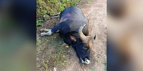 ರಸ್ತೆಯಲ್ಲಿ ಬಿದ್ದಿರುವ ಕಾಡೆಮ್ಮೆಯ ಮೃತದೇಹ.