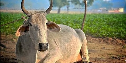 ಹಸುಗಳ ಸಾವು