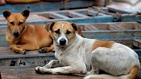 ಪ್ರಾತಿನಿಧಿಕ ಚಿತ್ರ