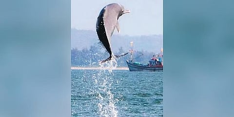 ಕಾರವಾರದ ಕಾಳಿನದಿಯಲ್ಲಿ ಡಾಲ್ಫಿನ್