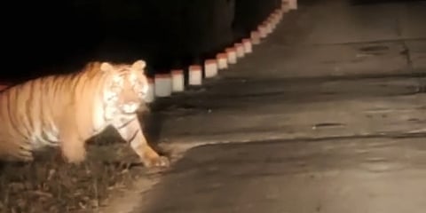 ವಿಡಿಯೋದಲ್ಲಿ ಸೆರೆಯಾದ ಹುಲಿ