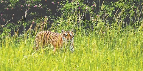 ಸಾಂದರ್ಭಿಕ ಚಿತ್ರ