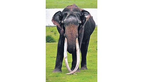 ಮೃತಪಟ್ಟ ಆನೆ ಭೋಗೇಶ್ವರ್.
