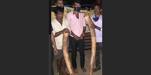 ಹಾಸನದಲ್ಲಿ ಮೃತ ಆನೆಯಿಂದ ತೆಗೆಯಲಾದ ದಂತಗಳು