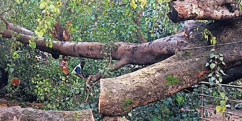 ವಸಂತ ನಗರದಲ್ಲಿ ಮಳೆಗೆ ಉರುಳಿದ ಮರ