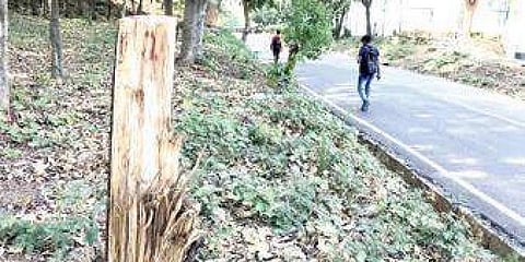 ಶ್ರೀಗಂಧದ ಮರಗಳಿಗೆ ಕತ್ತರಿ