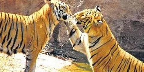 ಸಾಂದರ್ಭಿಕ ಚಿತ್ರ