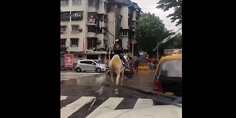 ಕುದುರೆ ಮೇಲೆ ಕುಳಿತಿರುವ ಸ್ವಿಗ್ಗಿ ಡೆಲಿವರಿ ಏಜೆಂಟ್
