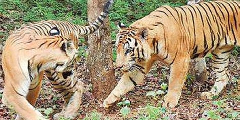 ಮಲೆ ಮಹದೇಶ್ವರ ವನ್ಯಧಾಮ