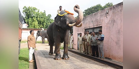 ದಸರಾ ಆನೆಗಳ ತೂಕ ಪರೀಕ್ಷೆ