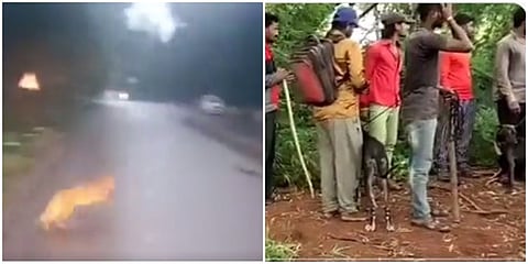 ಪತ್ತೆಯಾದ ಚಿರತೆ, ಪತ್ತೆಹಚ್ಚಲು ಶ್ವಾನದಳ