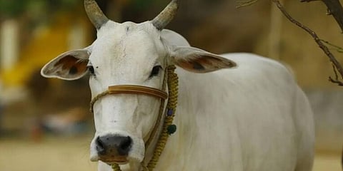ಪ್ರಾತಿನಿಧಿಕ ಚಿತ್ರ