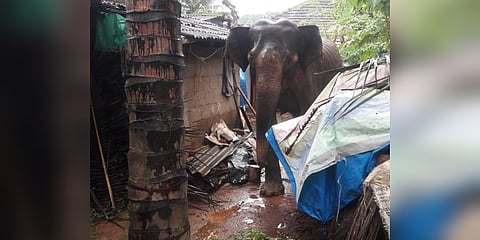 ಗ್ರಾಮಕ್ಕೆ ಕಾಡಾನೆ ಭೇಟಿ