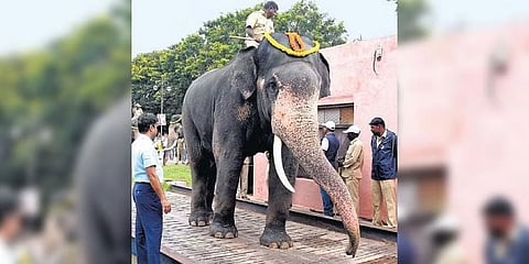 ದಸರಾ ಆನೆಗಳ ತೂಕ ಪ್ರಕ್ರಿಯೆ