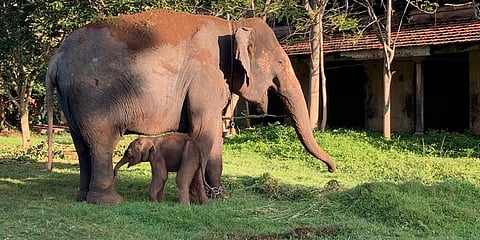 ಗಂಡು ಮರಿ ಆನೆಗೆ ಜನ್ಮ ನೀಡಿದ ಲಕ್ಷ್ಮಿ