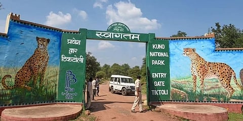 ಕುನೋ ರಾಷ್ಟ್ರೀಯ ಉದ್ಯಾನದಲ್ಲಿ ಸಿದ್ಧತೆ