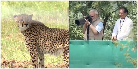 ಚೀತಾಗಳನ್ನು ಬಿಡುಗಡೆ ಮಾಡಿ ಫೋಟೋ ಕ್ಲಿಕ್ಕಿಸಿದ ಪ್ರಧಾನಿ ಮೋದಿ