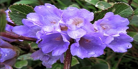 ಸಾಂದರ್ಭಿಕ ಚಿತ್ರ