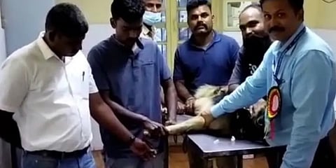 ಧಾರವಾಡದ ಕೃಷಿ ವಿವಿ ಕ್ಯಾಂಪಸ್‌ನಲ್ಲಿರುವ ಪಶುವೈದ್ಯಕೀಯ ಆಸ್ಪತ್ರೆಯಲ್ಲಿ ಮಾಯಾಳಿಗೆ ರಕ್ತ ನೀಡುತ್ತಿರುವುದು