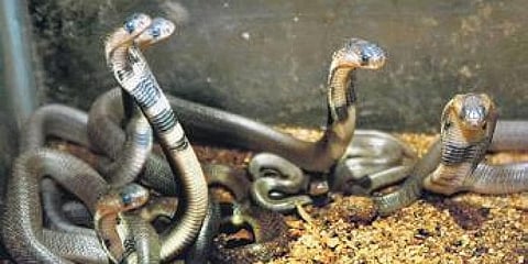 ಸಾಂದರ್ಭಿಕ ಚಿತ್ರ