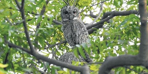 ಮಚ್ಚೆಯುಳ್ಳ ಮರಗೂಬೆ