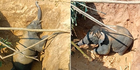 ರೈತರು ನಿರ್ಮಿಸಿದ್ದ ಖೆಡ್ಡಕ್ಕೆ ಬಿದ್ದ ಏಳು ವರ್ಷದ ಆನೆ