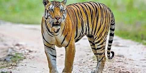 ಸಂಗ್ರಹ ಚಿತ್ರ