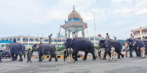 ಜಂಬೂ ಸವಾರಿಗೆ ದಸರಾ ಆನೆಗಳ ಅಭ್ಯಾಸ