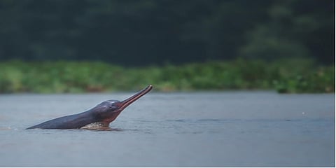 ಡಾಲ್ಫಿನ್(ಚಿತ್ರ ಕೃಪೆ: ಸುದೀಪ್ತಾ ಚಕ್ರವರ್ತಿ)