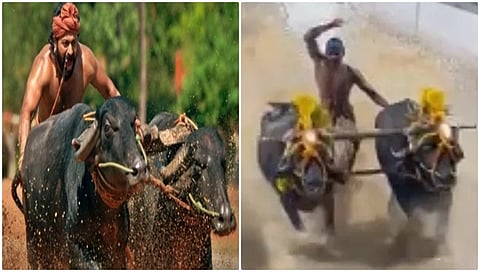 ಬೆಂಗಳೂರು ಕಂಬಳ ಪದಕ ಗೆದ್ದ ಕಾಂತಾರ ಕೋಣಗಳು
