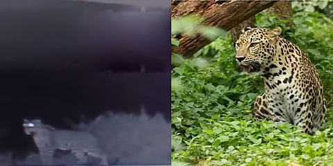 ಬೆಂಗಳೂರಿನಲ್ಲಿ ಮತ್ತೊಂದು ಚಿರತೆ ಪ್ರತ್ಯಕ್ಷ