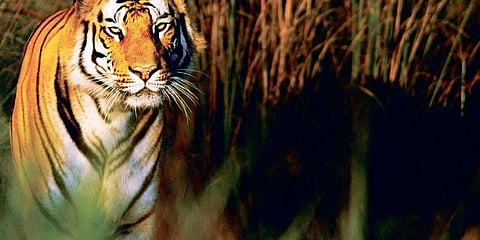 ಸಾಂದರ್ಭಿಕ ಚಿತ್ರ