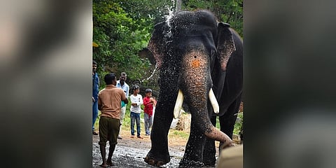 ಸಾವಿಗೀಡಾದ ಅರ್ಜುನ