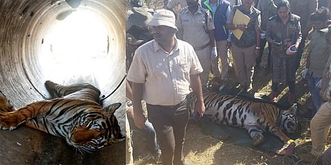 ಹುಲಿ ಮೃತದೇಹ