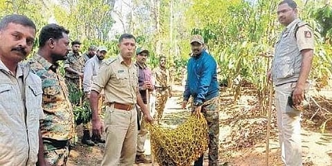 ಹುಲಿಯನ್ನು ಸೆರೆ ಹಿಡಿದ ಅರಣ್ಯಾಧಿಕಾರಿಗಳು.