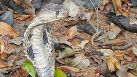 ಒಕ್ಕಣ್ಣಿನ ನಾಗರಹಾವು