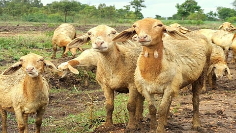 ಸಾಂದರ್ಭಿಕ ಚಿತ್ರ