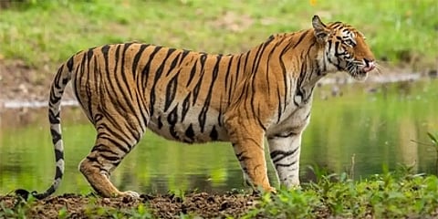 ಸಾಂದರ್ಭಿಕ ಚಿತ್ರ