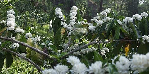 ಕಾಫಿ ಗಿಡಗಳಲ್ಲಿ ಅರಳಿರುವ ಹೂವುಗಳು