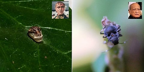 ಗದಗದಲ್ಲಿ ಪತ್ತೆಯಾಗಿರುವ ಎರಡು ಹೊಸ ಕೀಟಗಳು.