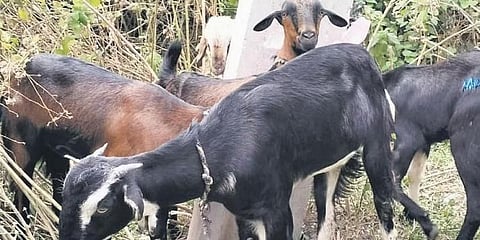 ಸಂಗ್ರಹ ಚಿತ್ರ