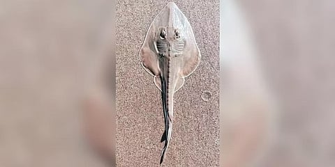 ಗಿಟಾರ್ ಫಿಶ್