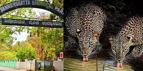 ಬನ್ನೇರುಘಟ್ಟ ಜೈವಿಕ ಉದ್ಯಾನವನ