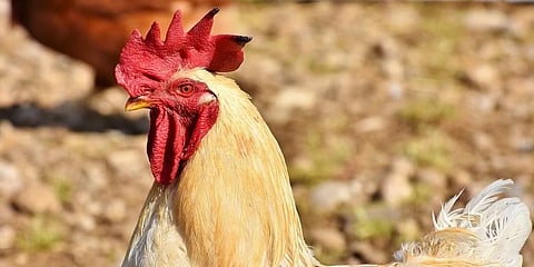 ಪ್ರಾತಿನಿಧಿಕ ಚಿತ್ರ
