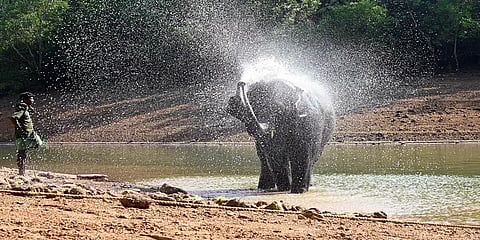 ಕೇರಳದ ತಿರುವನಂತಪುರಂ ಕೊಟ್ಟೂರಿನ ಆನೆಗಳ ಪುನರ್ವಸತಿ ಕೇಂದ್ರದಲ್ಲಿರುವ ನೆಯ್ಯರ್ ಜಲಾಶಯದಲ್ಲಿ ಆನೆಯೊಂದು ಬಿಸಿಲಿನ ತಾಪ ಕಳೆಯಲು ಸ್ನಾನ ಮಾಡುತ್ತಿದೆ.
