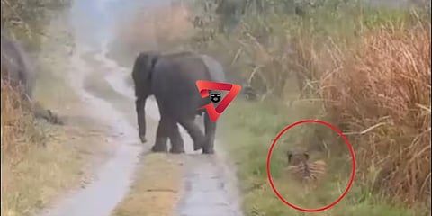 ಆನೆಗಳಿಗೆ ದಾರಿ ಮಾಡಿಕೊಟ್ಟ ಹುಲಿ